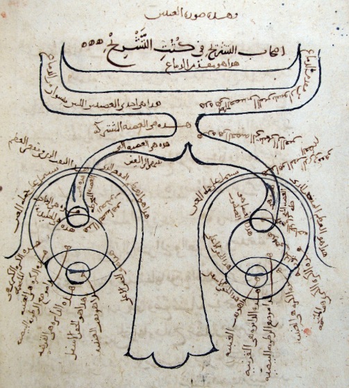 File:Alhazan 1020s Diagram of the visual system.jpg