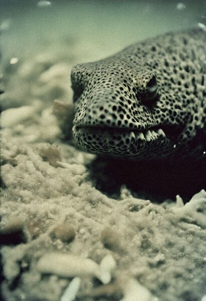 File:Nika Sandler The Ancient Depths .jpg