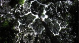 Forest canopy Photo Mike Norton.jpg