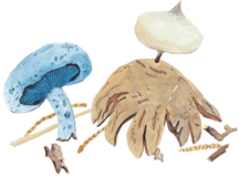 Indigo milk cap and Striate earthstar Illustration by Maria Saeki 2025.png