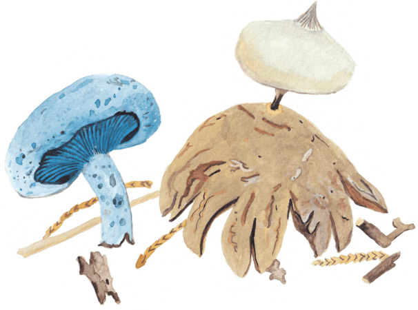 Indigo milk cap and Striate earthstar Illustration by Maria Saeki 2025.png